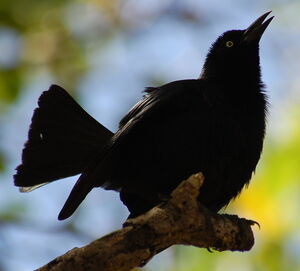 Carib Grackle