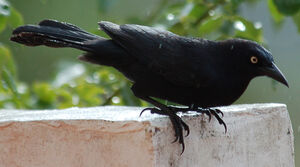 Carib Grackle