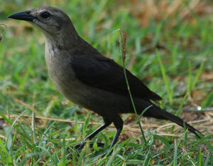 Carib Grackle