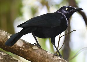 Carib Grackle