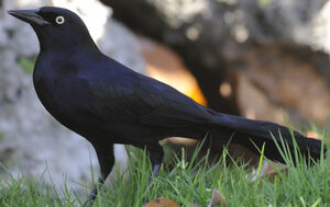 Quiscale noir