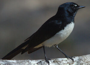 Willie Wagtail