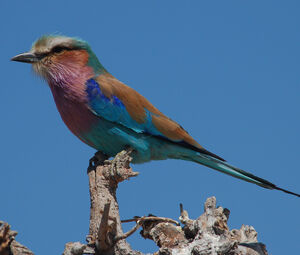 Lilac-breasted Roller