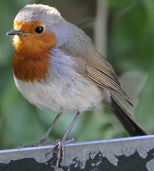 European Robin