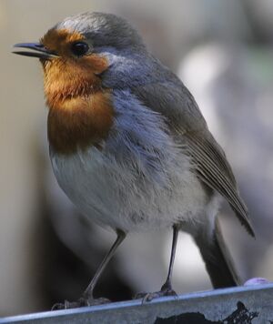 European Robin
