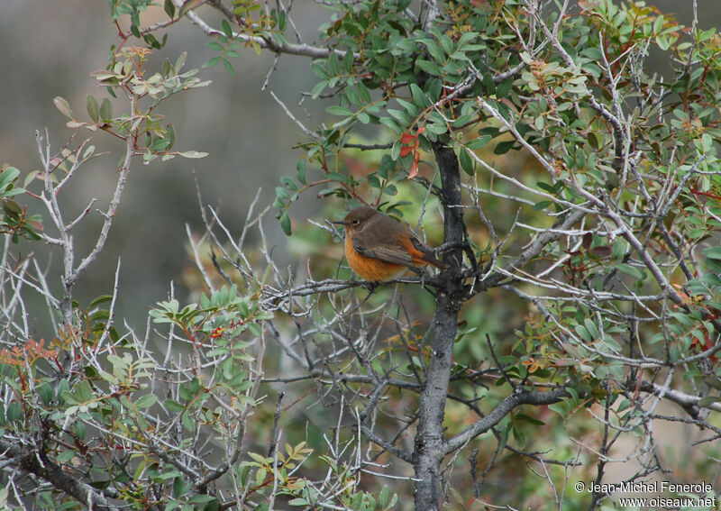 Moussier's Redstart female adult