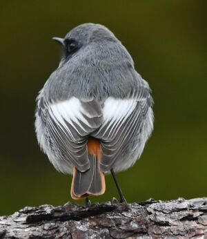 Black Redstart