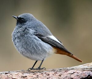 Black Redstart