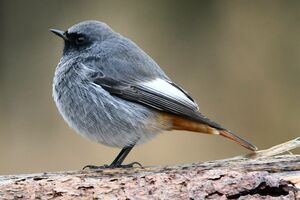 Black Redstart