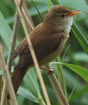 Marsh Warbler 
&copy; Jean-Michel Fenerole