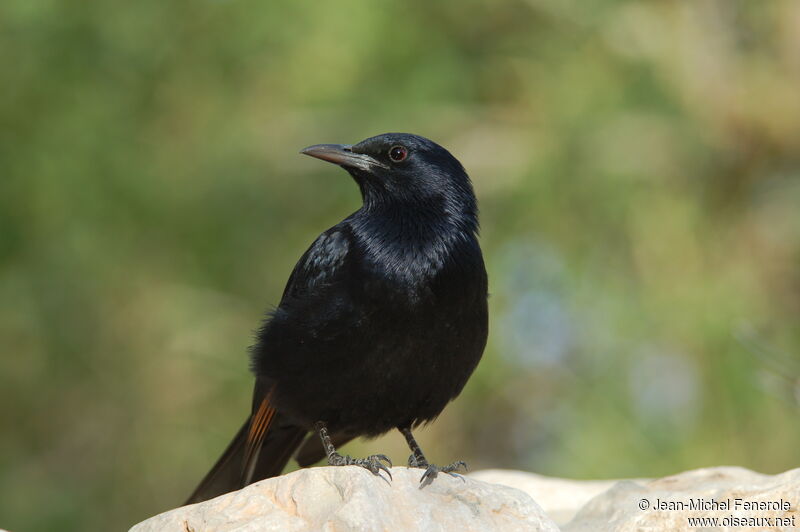Tristram's Starling male