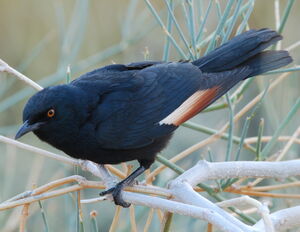 Pale-winged Starling