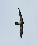 Cave Swiftlet