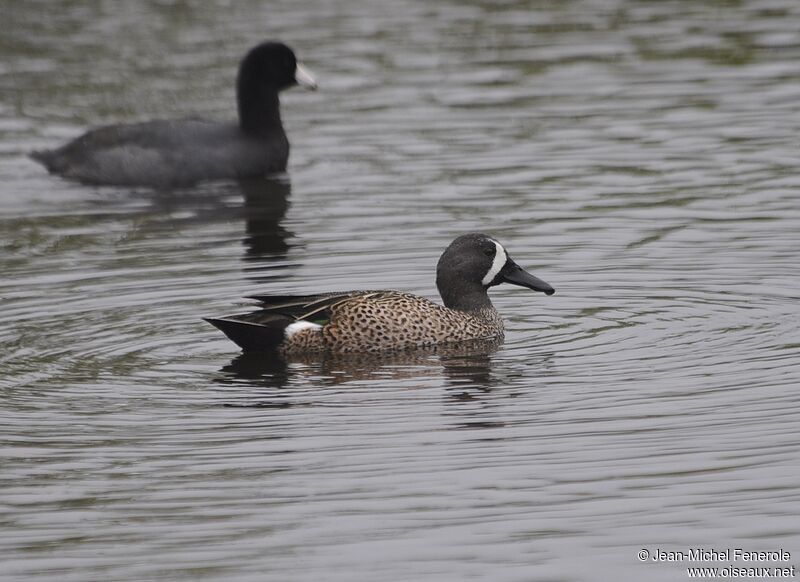 Blue-winged Teal male