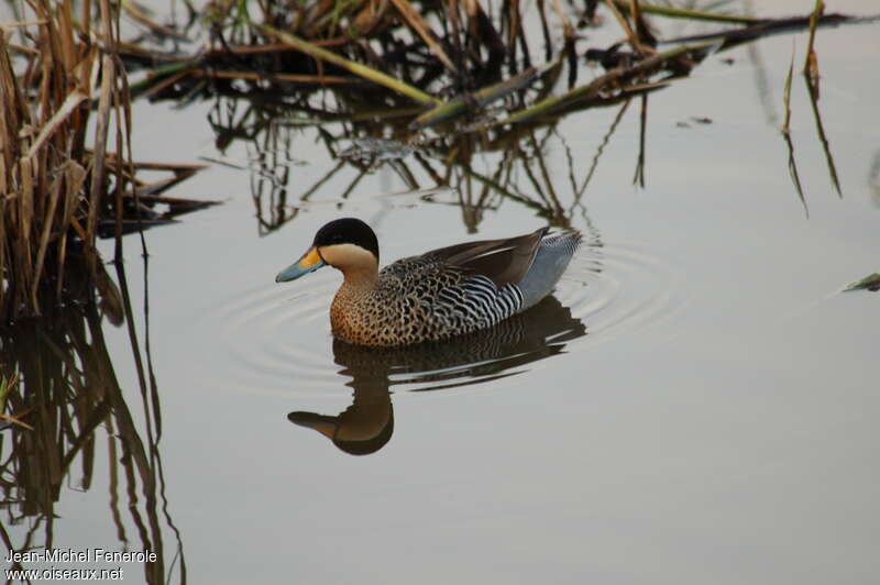 Silver Teal, identification