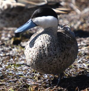 Puna Teal