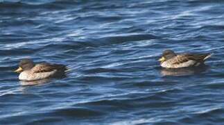Yellow-billed Teal
