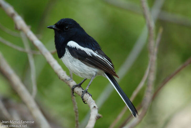 Madagascan Magpie-Robin male adult, identification