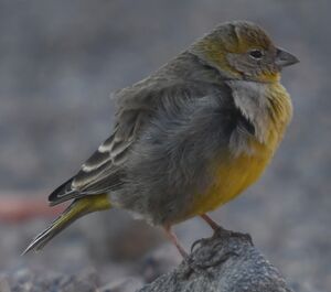 Bright-rumped Yellow Finch