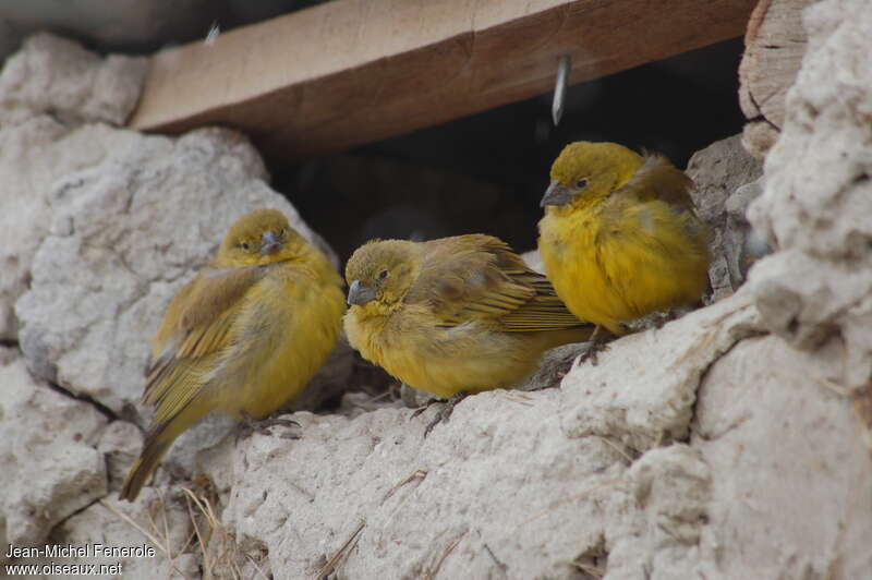 Puna Yellow Finch, Reproduction-nesting