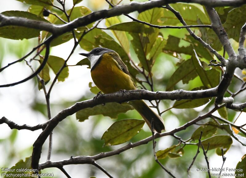 New Caledonian Whistler male