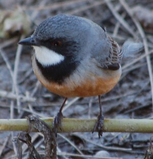 Rufous Whistler