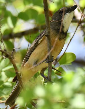 Rufous Whistler