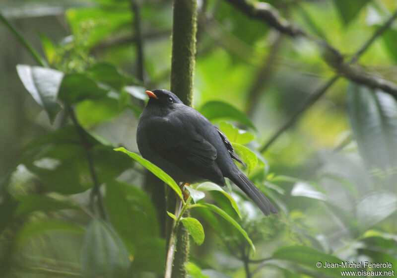 Black-faced Solitaireadult