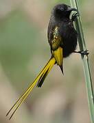 Golden-winged Sunbird