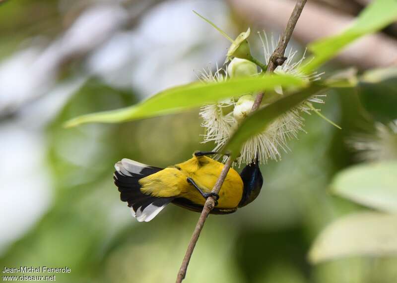 Garden Sunbird male adult, aspect, pigmentation