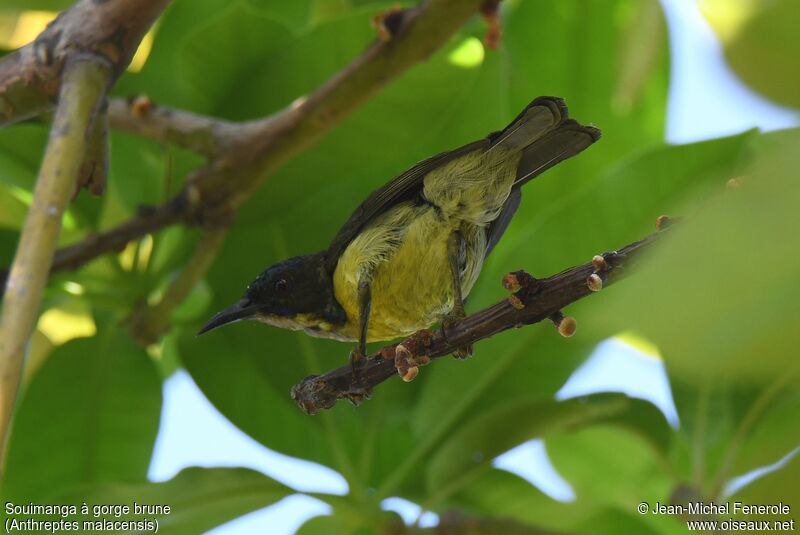 Brown-throated Sunbird male