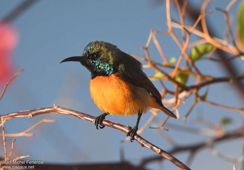 Flame-breasted Sunbird