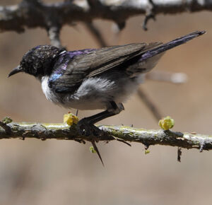 Eastern Violet-backed Sunbird