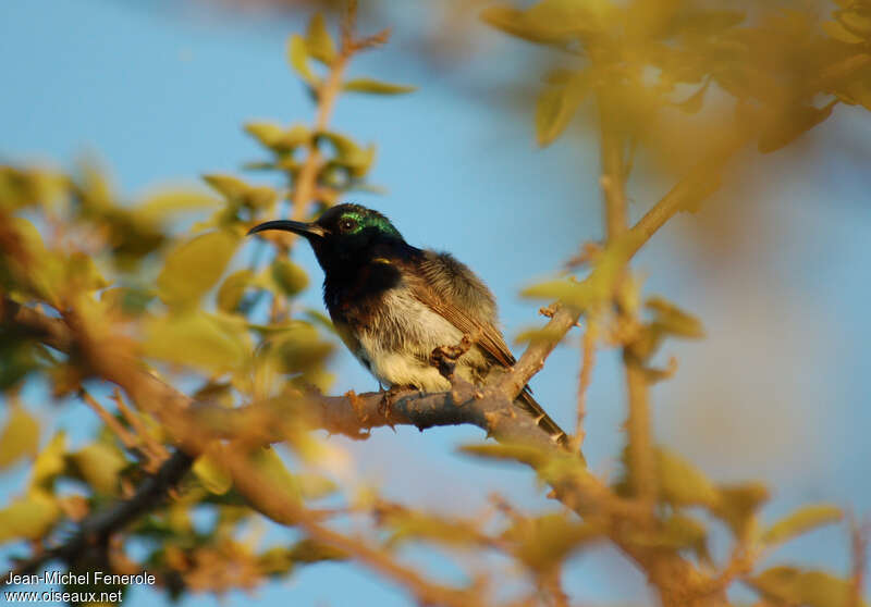 Souimanga Sunbird male adult, identification