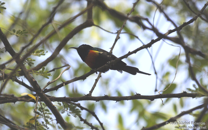 Black-bellied Sunbird male adult