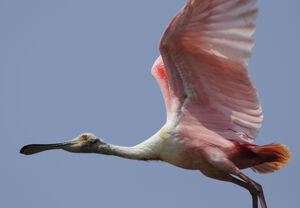 Roseate Spoonbill