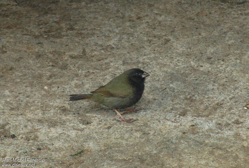 Black-faced Grassquit male adult