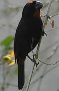 Greater Antillean Bullfinch