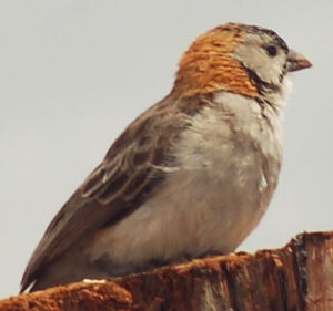 Speckle-fronted Weaver