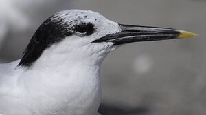 Sandwich Tern