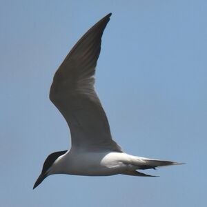 Gull-billed Tern