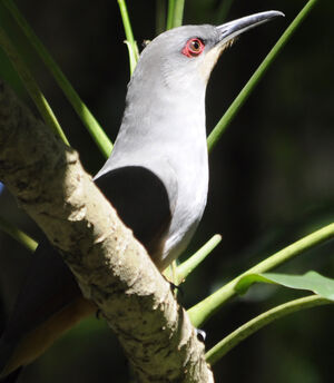 Hispaniolan Lizard Cuckoo
