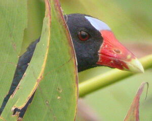 Purple Gallinule