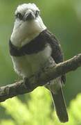 White-necked Puffbird
