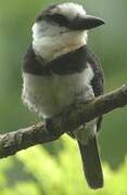 White-necked Puffbird