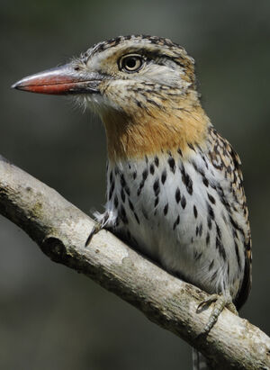 Tamatia tamajac
