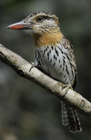 Tamatia tamajac