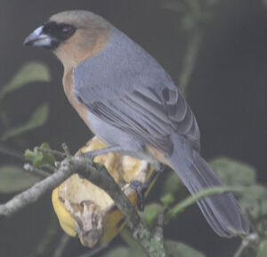 Cinnamon Tanager