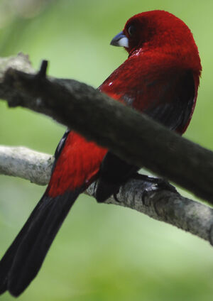 Brazilian Tanager