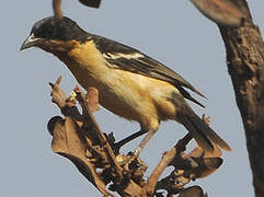 White-rumped Tanager